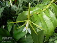 Epidendrum latifolium